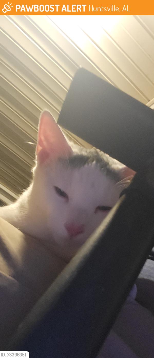 Found/Stray Male Cat last seen 15th Ave sw Huntsville AL, Huntsville, AL 35805