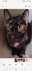 Lost Female Cat last seen Sam's Club parking lot, Fort Walton Beach, FL 32547
