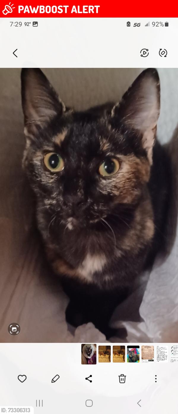 Lost Female Cat last seen Sam's Club parking lot, Fort Walton Beach, FL 32547