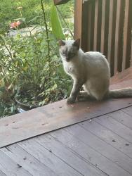 Found/Stray Male Cat last seen Wilkesboro, Statesville, NC 28625