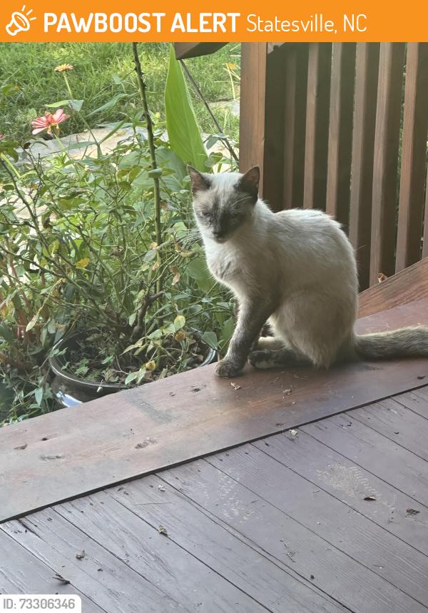 Found/Stray Male Cat last seen Wilkesboro, Statesville, NC 28625