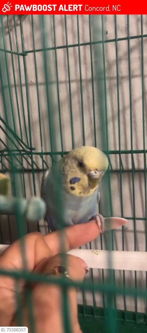 Lost Unknown Bird last seen Patricia dr, Concord, NC 28027