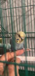 Lost Unknown Bird last seen Patricia dr, Concord, NC 28027