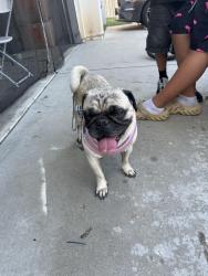 Found/Stray Male Dog last seen Cougar Canyon rd. 3642, Hemet, CA 92545