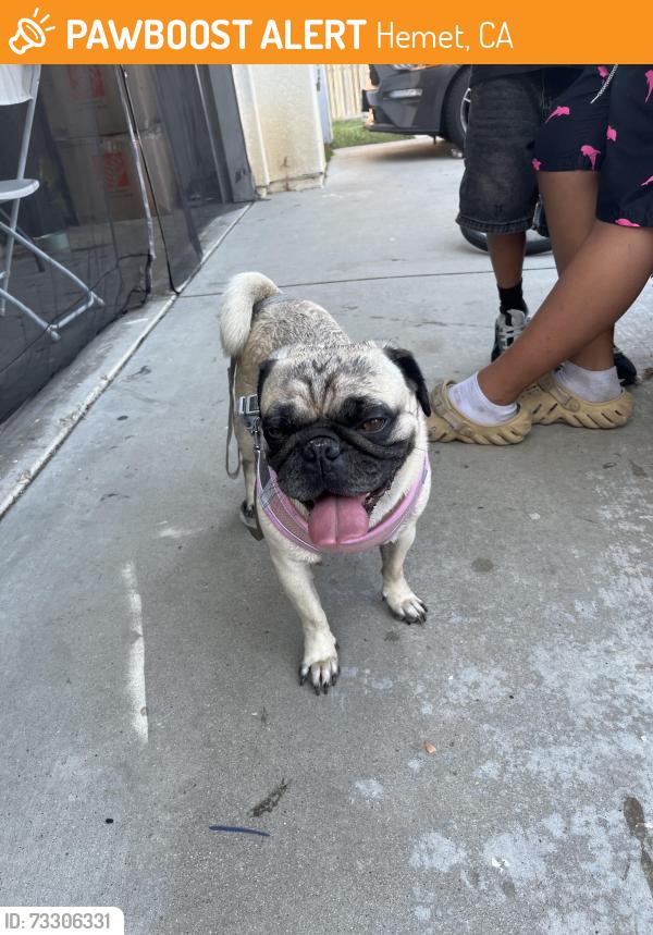Found/Stray Male Dog last seen Cougar Canyon rd. 3642, Hemet, CA 92545