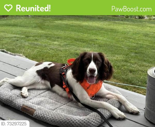 Reunited Female Dog last seen Rt 35 and Walker, Athens, VT 05146