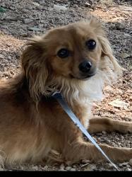 Reunited Female Dog last seen Bulverde Village, San Antonio, TX 78261