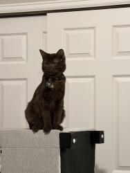 Lost Male Cat last seen Alameda and Dale ct, Denver, CO 80219