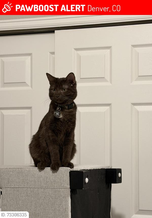 Lost Male Cat last seen Alameda and Dale ct, Denver, CO 80219