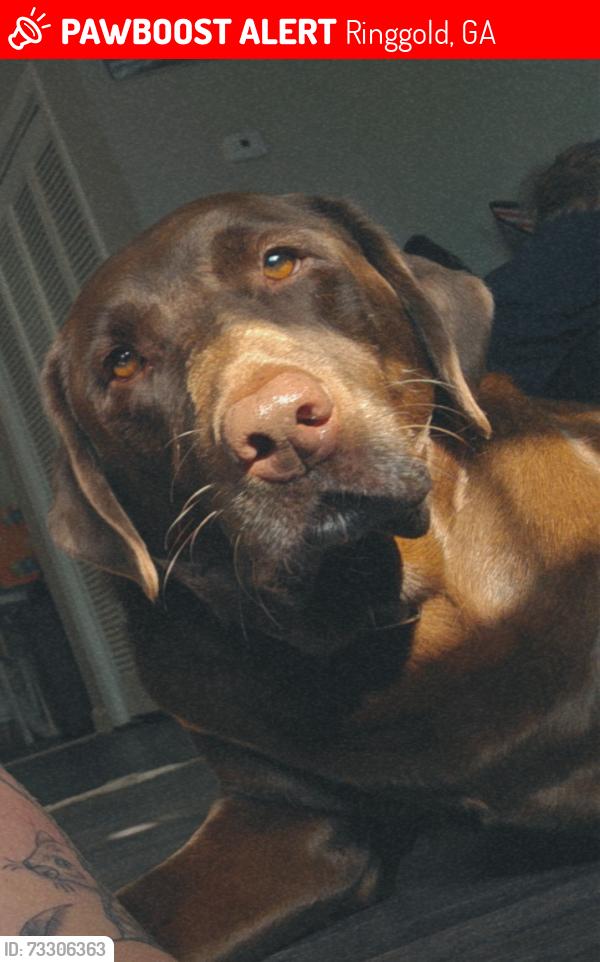 Lost Male Dog last seen Chapman rd, Ringgold, GA 30736