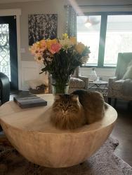 Reunited Female Cat last seen Campground at Holyoke, Forsyth County, GA 30040