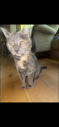 Lost Female Cat last seen Haviland Mill Road, Wayside Drive, Clarksville MD, Clarksville, MD 21029