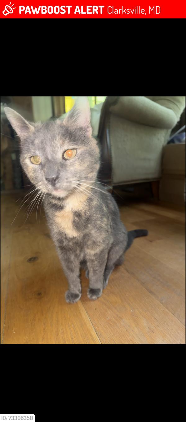 Lost Female Cat last seen Haviland Mill Road, Wayside Drive, Clarksville MD, Clarksville, MD 21029
