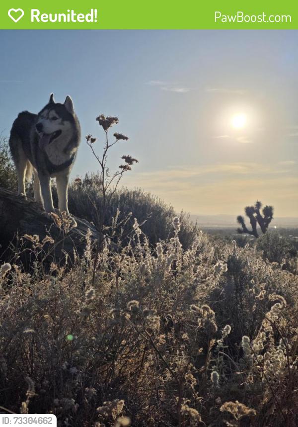 Reunited Male Dog last seen 40th st west ave M, Lancaster, CA 93536