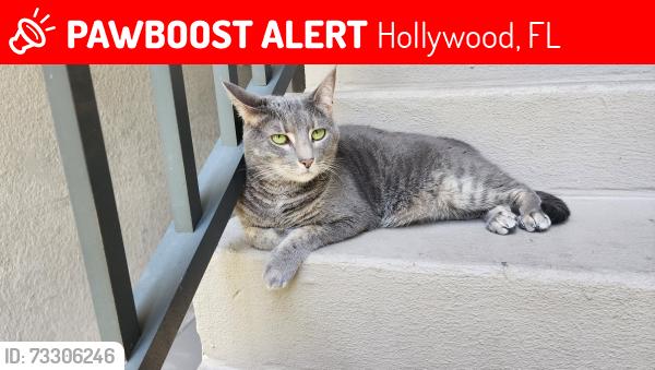 Lost Female Cat last seen Hiatus, Hollywood, FL 33026