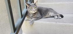 Lost Female Cat last seen Hiatus, Hollywood, FL 33026