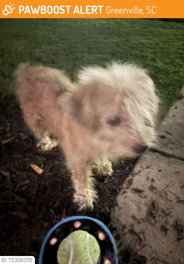 Found/Stray Male Dog last seen Perry Ave & South Academy, Greenville, SC 29601
