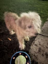 Found/Stray Male Dog last seen Perry Ave & South Academy, Greenville, SC 29601