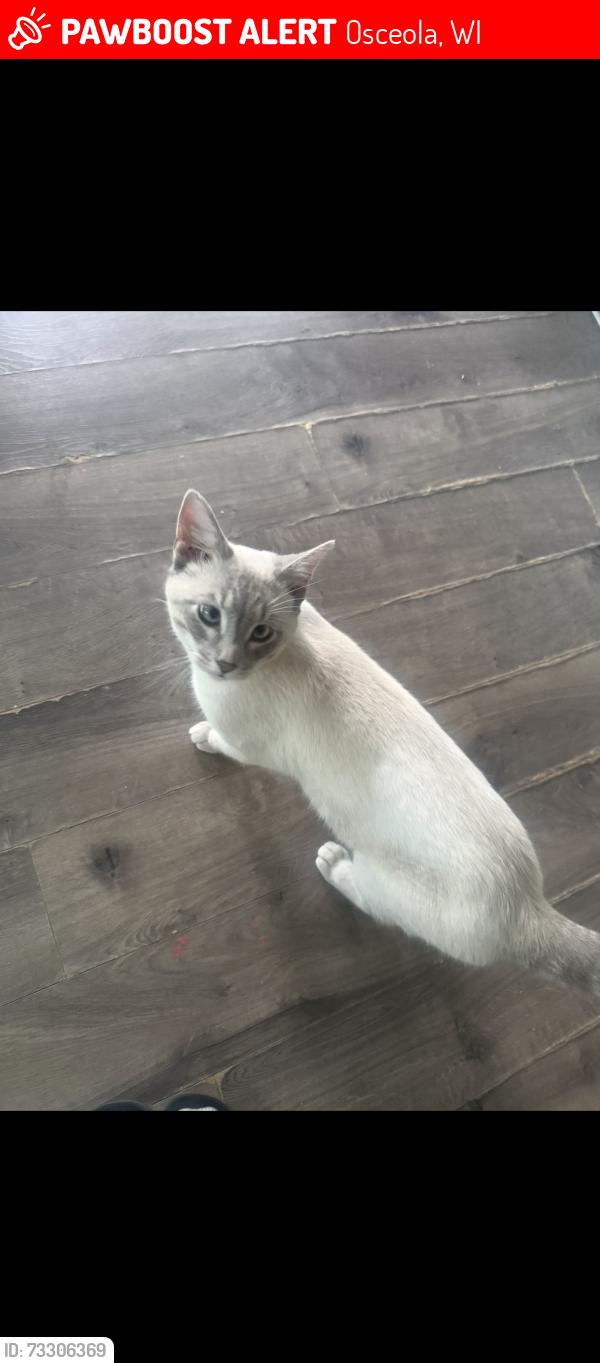 Lost Male Cat last seen hialeah st, Osceola, WI 54020