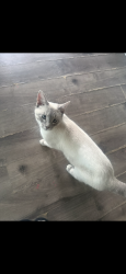 Lost Male Cat last seen hialeah st, Osceola, WI 54020