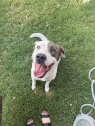 Found/Stray Male Dog last seen Bois D arc, Manor, TX 78653