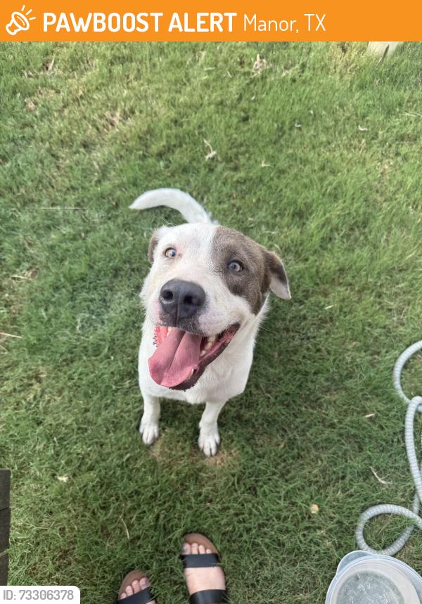 Found/Stray Male Dog last seen Bois D arc, Manor, TX 78653