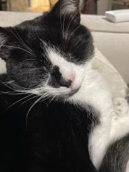 Reunited Female Cat last seen Bridgton road, Winston-Salem, NC 27127