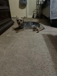 Found/Stray Female Dog last seen East Lee and Edwards road, Taylors, SC 29687