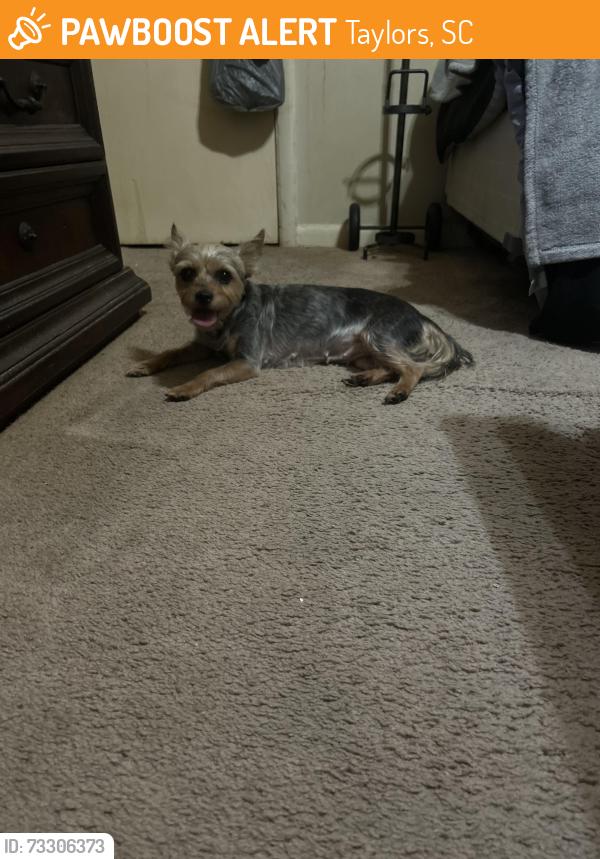 Found/Stray Female Dog last seen East Lee and Edwards road, Taylors, SC 29687