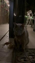 Reunited Unknown Cat last seen Rue place samson , Near Boulevard samson or boulevard Lévesque, Laval, QC 