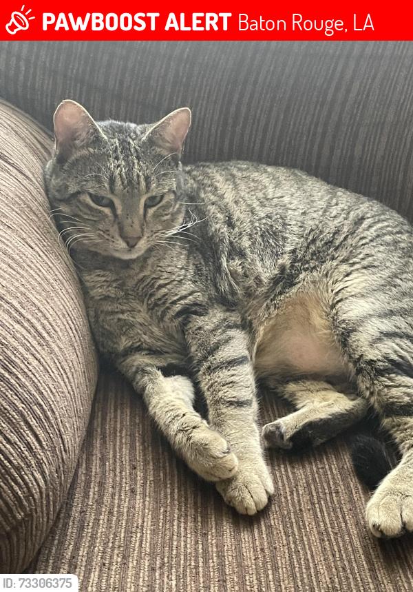 Lost Male Cat last seen Overton drive, Baton Rouge, LA 70808