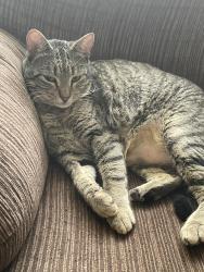 Lost Male Cat last seen Overton drive, Baton Rouge, LA 70808