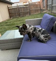 Reunited Male Dog last seen Truman and main, Independence, MO 64050