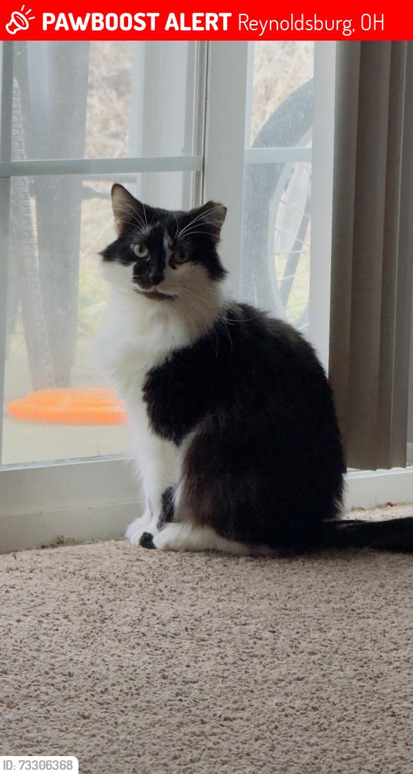 Lost Female Cat last seen Tributary ln,, Reynoldsburg, OH 43068