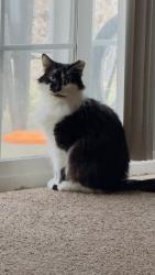 Lost Female Cat last seen Tributary ln,, Reynoldsburg, OH 43068