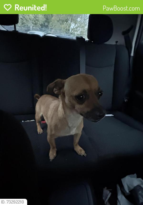 Reunited Male Dog last seen CVS on Union and 601, Concord, NC 28025