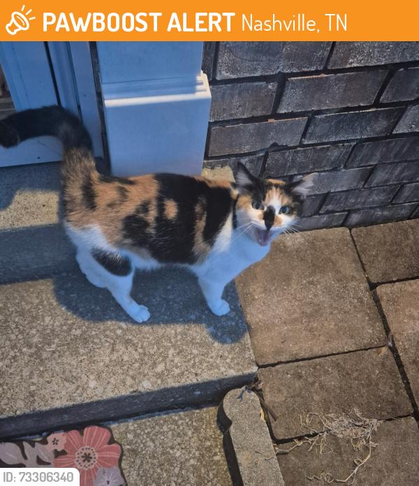 Found/Stray Female Cat last seen Lightbulb Depot, Nashville, TN 37217