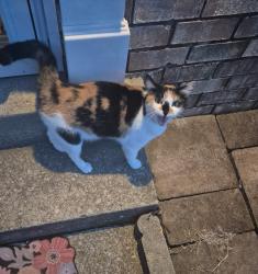 Found/Stray Female Cat last seen Lightbulb Depot, Nashville, TN 37217
