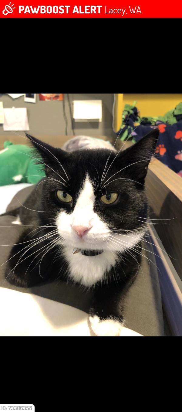 Lost Male Cat last seen Vashon dr and Marvin rd, Lacey, WA 98516