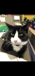 Lost Male Cat last seen Vashon dr and Marvin rd, Lacey, WA 98516