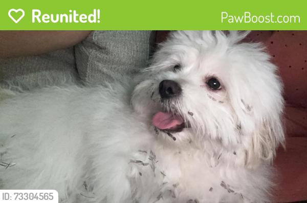 Reunited Male Dog last seen Near SW 41, Davie, FL 33314