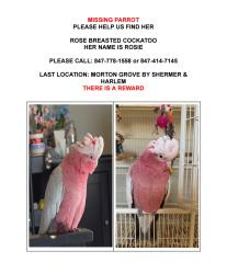 Lost Female Bird last seen Beckwith Road, Morton Grove, IL 60053