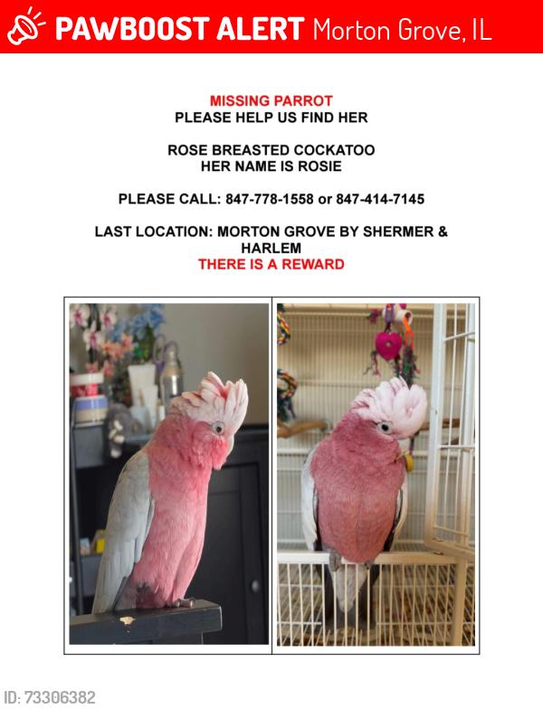 Lost Female Bird last seen Beckwith Road, Morton Grove, IL 60053