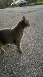 Found/Stray Unknown Cat last seen Sharon Dr & McComb St., Ann Arbor, MI 48108