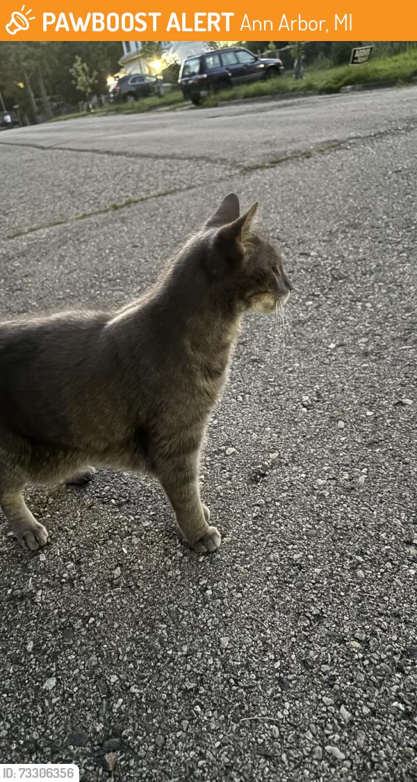 Found/Stray Unknown Cat last seen Sharon Dr & McComb St., Ann Arbor, MI 48108