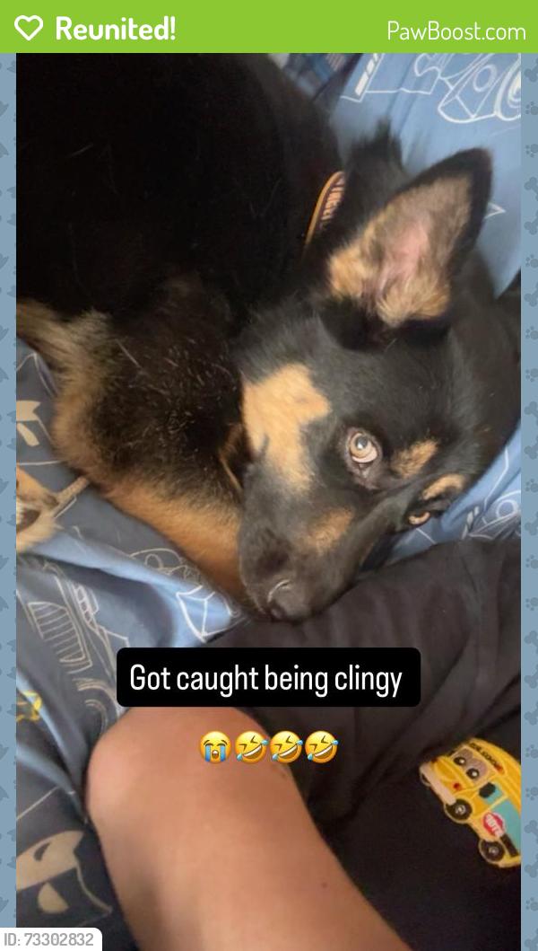 Reunited Male Dog last seen San antonio and Phillips, Ontario, CA 91762