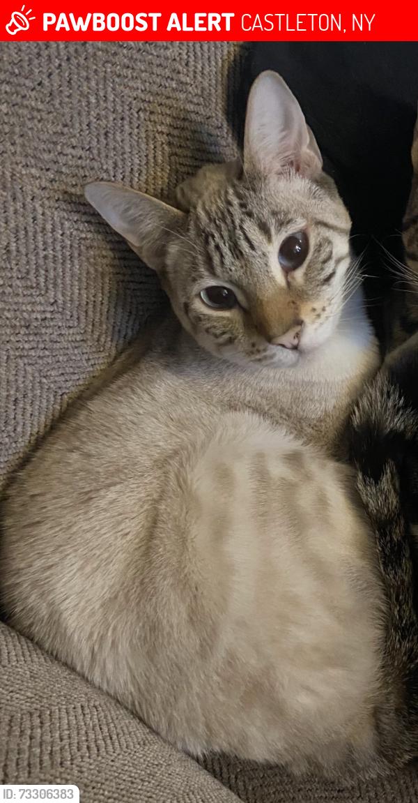 Lost Male Cat last seen BAME RD. DUCK POND RD. SWARTZ FARM. GEM FARMS., CASTLETON, NY 12033