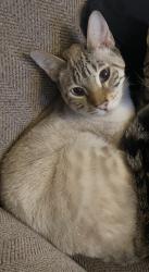 Lost Male Cat last seen BAME RD. DUCK POND RD. SWARTZ FARM. GEM FARMS., CASTLETON, NY 12033