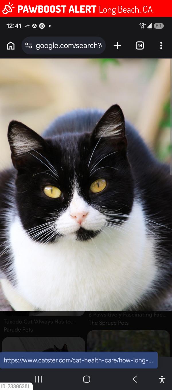 Lost Female Cat last seen Atlantic and del Amo Atlantic and 52, Long Beach, CA 90805