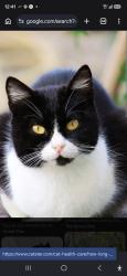 Lost Female Cat last seen Atlantic and del Amo Atlantic and 52, Long Beach, CA 90805